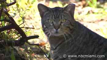 Rabies Alert Extended for Portion of Davie After Second Cat Tests Positive