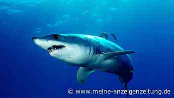 Unscheinbar, klein, aber hochgiftig: 10 Tiere, denen man im Urlaub begegnen kann