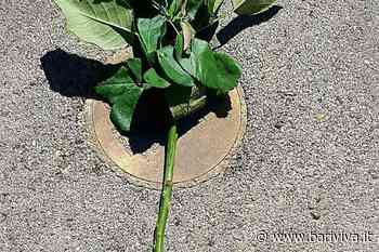 Strage di via Niccolò Dell'Arca, tutte le celebrazioni a Bari - BariViva