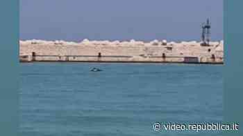 Delfini nel porto di Bari: il video riprende l'avvistamento eccezionale - Repubblica TV