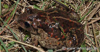 Bamberg: Extrem seltene Krötenart gefunden und Experten verblüfft - "kleine Sensation!"