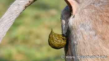 Zu viele Kuhfladen auf der Fahrbahn: „...Ohne in die Scheiße zu treten gar nicht aus der Straße herausgekommen“