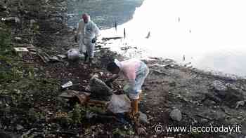 C'è poca acqua: via i rifiuti dalle sponde del Bione - LeccoToday