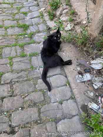 Clayton-Le-Moors residents heartbroken after cat hit by car dies