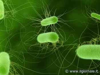 Troppi batteri in mare, vietato nuotare in Riviera