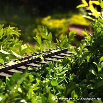 ASCHEBERG: Unerwünschter Heckenschnitt - Radio Kiepenkerl