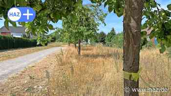 Gelbes Band Hemmingen: Kostenlos Obst von Bäumen der Stadt ernten - HAZ
