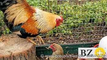 Geflügelpest – Halter im Kreis Peine müssen Tiere schützen