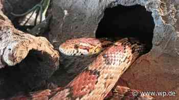 Siegen: Schlange Draco ist ein „ein ruhiger und netter Kerl“ - WP News