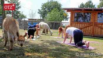Birkigt: Yoga in wolliger Gesellschaft
