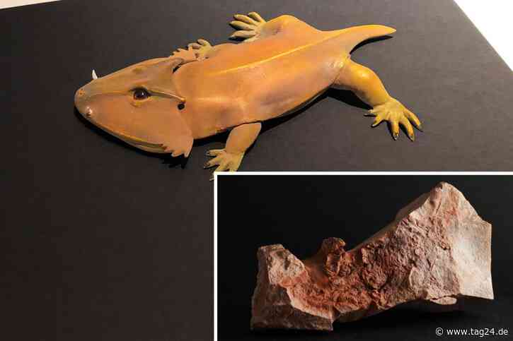 Sensations-Fund in Chemnitz! 291 Millionen Jahre altes Tier entdeckt - TAG24