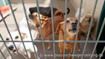 Animal Hording: Polizei befreit 22 Hunde aus vermülltem Haus