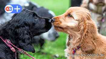 Veterinäre kontrollieren: Hundezucht muss den Tierbestand massiv reduzieren