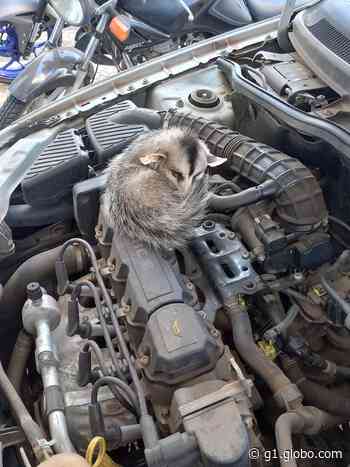 Capivari: Saruê é resgatado pela Defesa Civil em motor de veículo - Globo.com