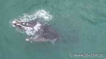 [VÍDEO] Baleias-francas são avistadas com filhotes em Imbituba - JDV - Jornal do Vale do Itapocu