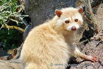 Island-dwelling blonde raccoon hits the beach on hot summer day
