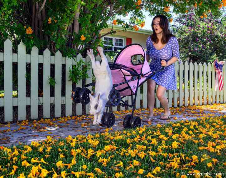Are Bunnies The Perfect House Pets Anaheim News NewsLocker