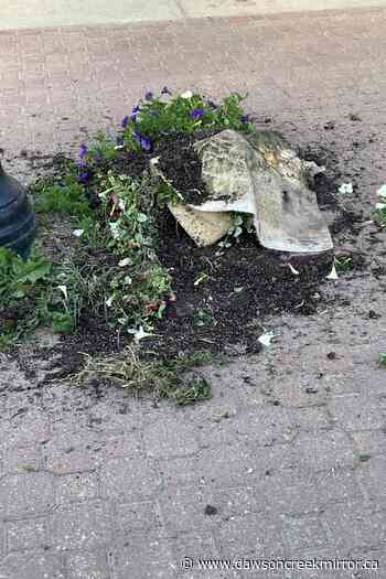 Flower basket vandal strikes again - Dawson Creek Mirror