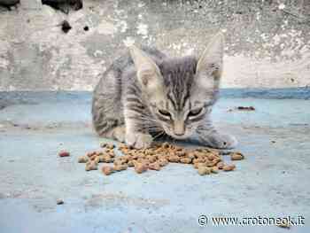 A...mici di Crotone cercano casa, l'appello di due turisti per la piccola gattina Lacinia ~ CrotoneOk.it - CrotoneOK.it
