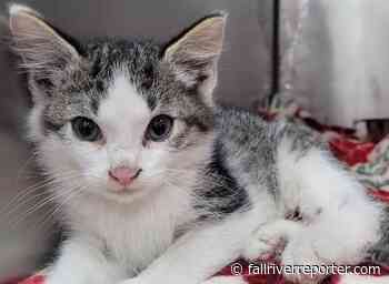 Kitten dies after Rhode Island Police Department raised money for medical care - Fall River Reporter