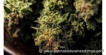 12 Rhode Island Towns Opt In For Adult-Use Cannabis Ballot Referendum - Cannabis Business Times