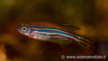 Questo pesce è in grado di rigenerare il suo cuore e gli scienziati hanno scoperto come lo fa » Scienze Notizie - Scienzenotizie.it