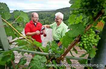Weinfest in Leonberg - In der Feinau wird fest gefeiert - Leonberger Kreiszeitung