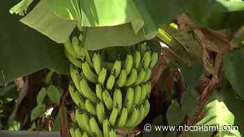 Davie Votes to Move Forward With Developing Farmland Into Housing