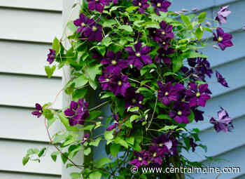 Maine Gardener: Tips for clematis care from an expert - Kennebec Journal and Morning Sentinel