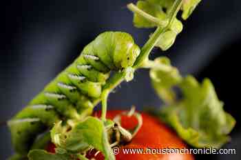 Sphinx moths: Friends and foes to the gardener - Houston Chronicle