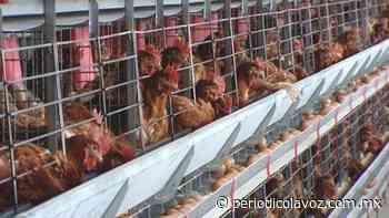 Nueva Rosita | Mueren 50 mil gallinas en granja - Periódico La Voz