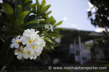 Hawaii pair accused of conspiracy, taking IDs of dead babies - North Delta Reporter