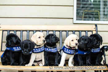 $75K granted to Delta non-profit groups - Cloverdale Reporter