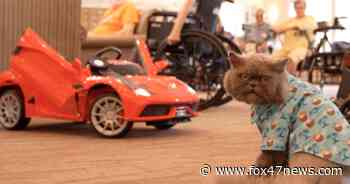 'It’s just a miracle,' from a rough start to life to a three-legged therapy cat for the elderly - FOX 47 News Lansing - Jackson