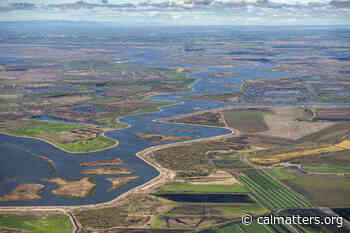Report: Salmon at risk from California Delta water project - CalMatters