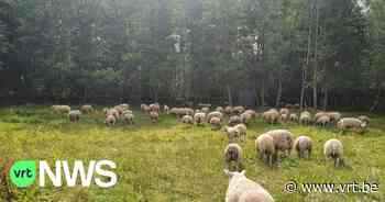 80-tal verwaarloosde schapen bevrijd uit weides in Olmen en Meerhout - VRT NWS