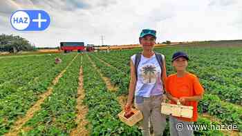 Laatzen: Gleidinger Landwirte spendieren geflüchteten Ukrainern Obst - HAZ