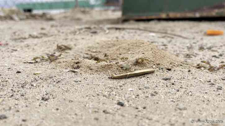 Local pest control shops see increase in ants across the metro