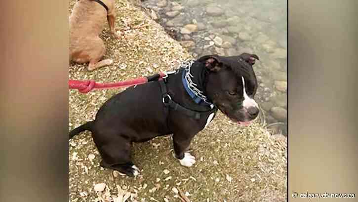 Dog to be euthanized after death of 86-year-old Betty Williams