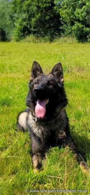 Lancashire police dog finds suspect hiding in the woods