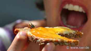 Viele Menschen mit Wespenstichen in Kliniken rund um Koblenz - SWR Aktuell