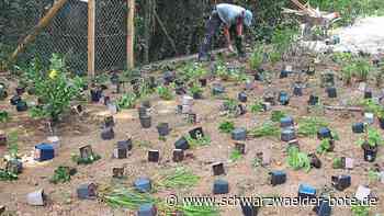 Gartenschau in Balingen - Trockenheit macht zu schaffen - Schwarzwälder Bote
