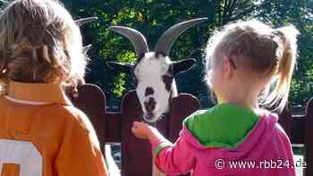 Im Zoo Eberswalde können Kinder Ziegen, Otter und sogar Wölfe füttern - rbb24