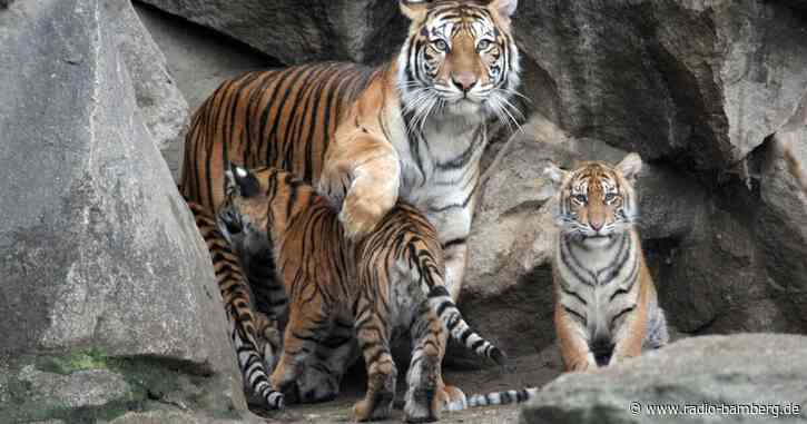 Zweiter Tiger-Vierling im Tierpark Berlin eingeschläfert