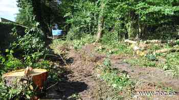 Stadt lässt Bäume fällen: Papenburg: Nachbarn regen sich über Arbeiten in Wald an Hölderlinstraße auf - NOZ