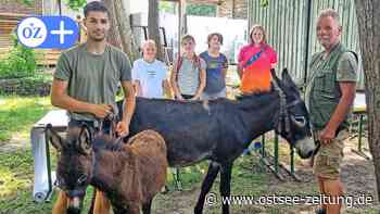 Stralsund am Wochenende: Kostenlos in Zoo, Ozeaneum und Marinemuseum - Ostsee Zeitung