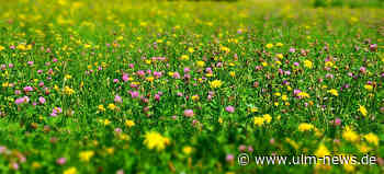 BUND: Biodiversität am Straßenrand in Ulm