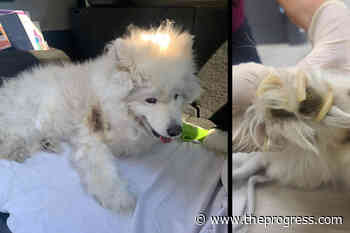 Donations sought for injured dog found at Chilliwack Lake by Abbotsford animal rescue society - Chilliwack Progress