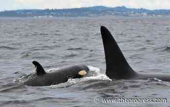 Researchers name newest baby orca spotted in B.C. waters - Chilliwack Progress