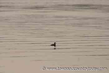 Blue-green algae advisory issued for Thunder Lake west of Barrhead - Town and Country TODAY